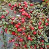 Cotoneaster dammeri 'Evergreen' - Dammeri tuhkpuu 'Evergreen' C2/2L